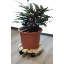Blumenroller Pflanzenroller Rollbrett Rund Ø 300 mm Kiefer Holz 1 Stück