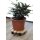 Blumenroller Pflanzenroller Rollbrett Rund Ø 300 mm Kiefer Holz 1 Stück