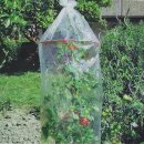 Tomaten Reifehaube Tomatenfolie Tomatenhaube Schutzfolie...